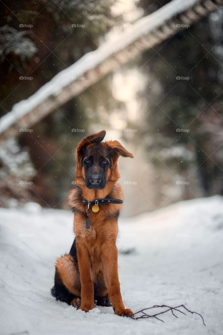 German shepherd portrait 