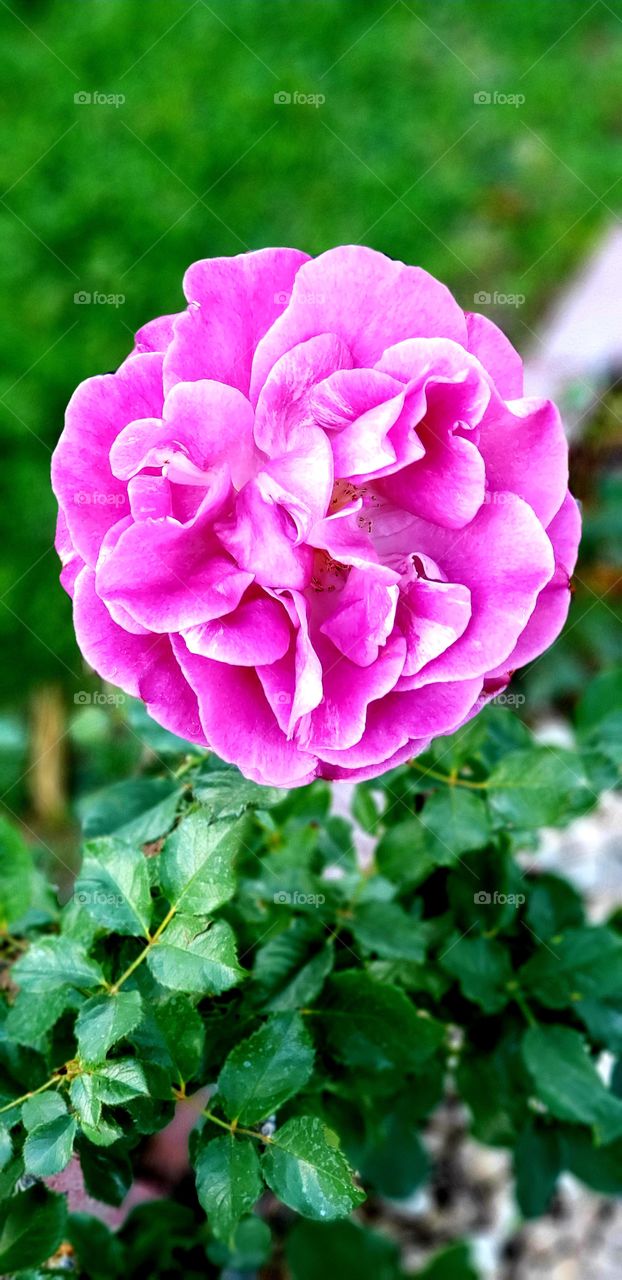 pink rose