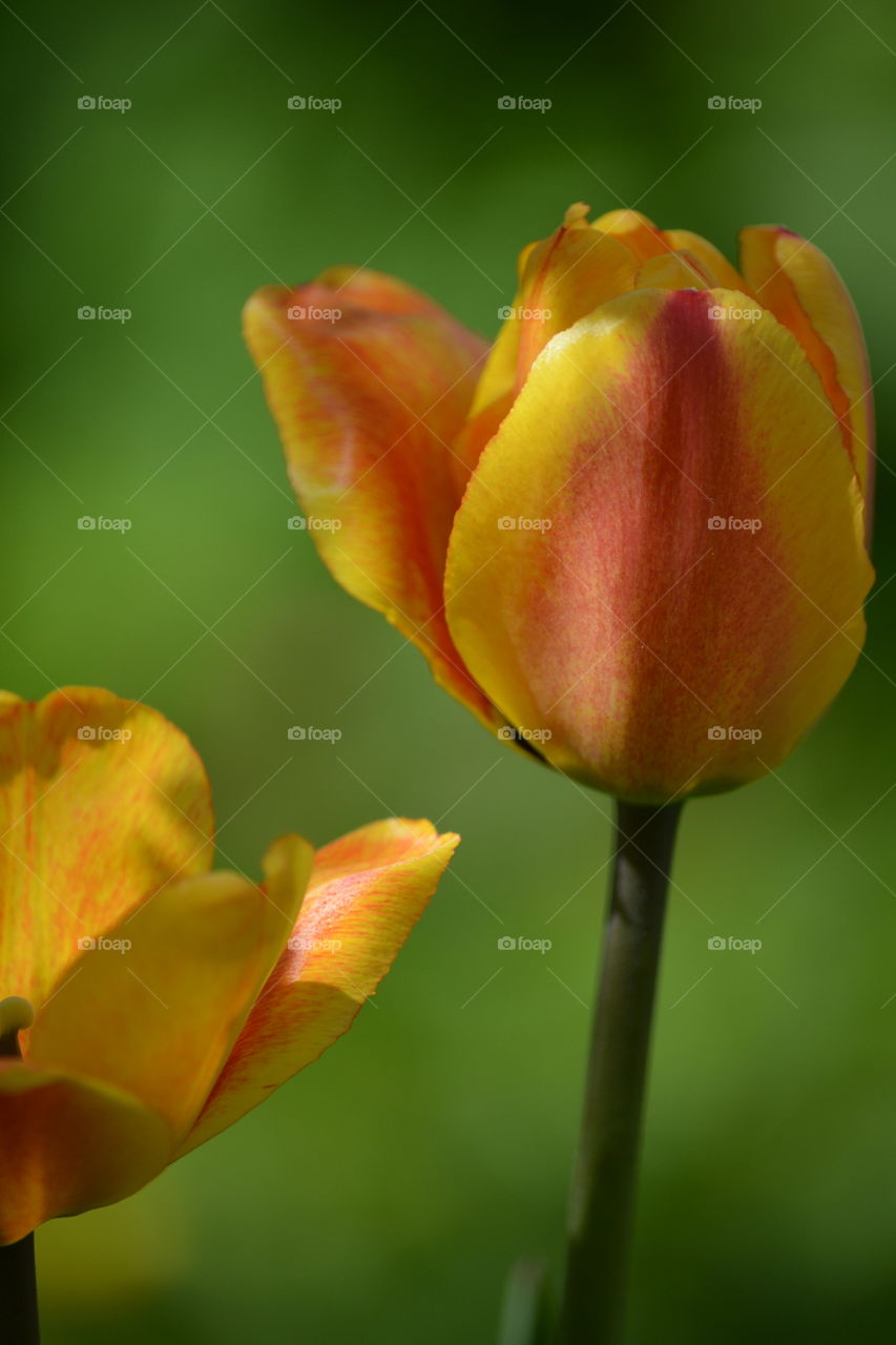 Close-up of tulips flower