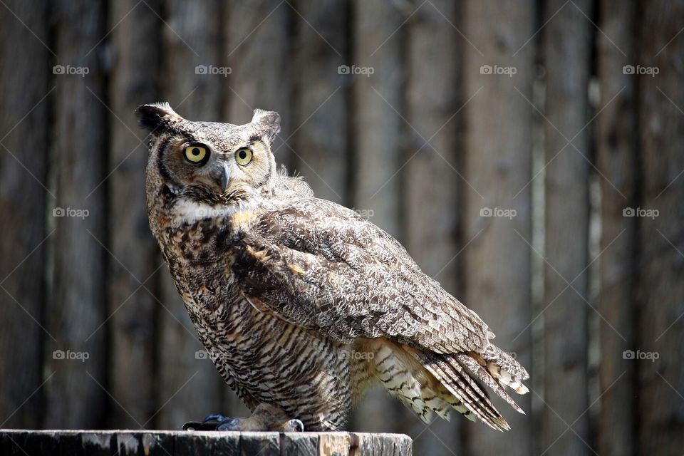 Owl