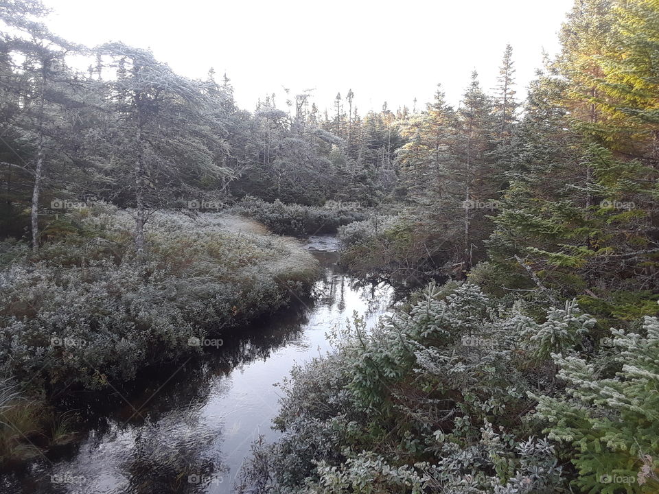 Frost covered trees and river