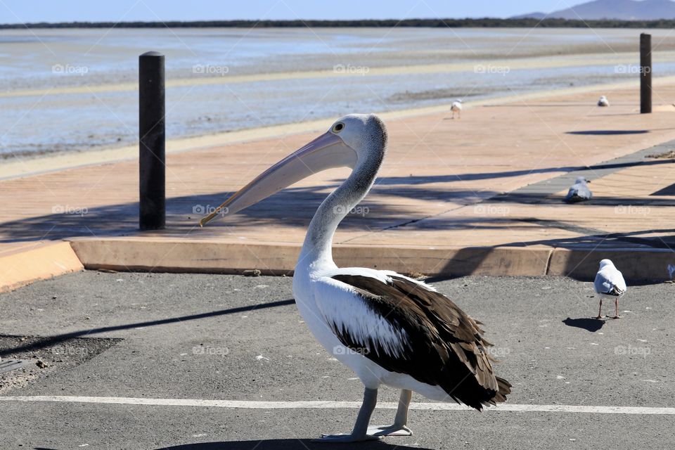 Full body profile image large pelican on land by ocean 