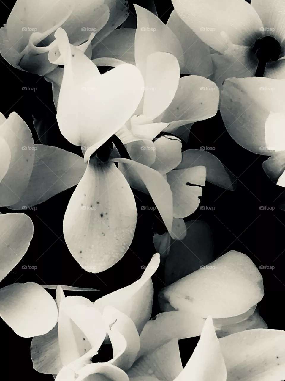Fiori 