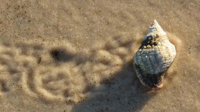 Shell