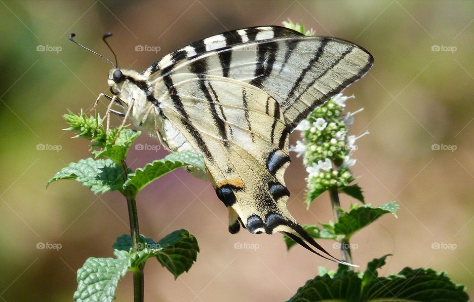 Scarce swallowtail
