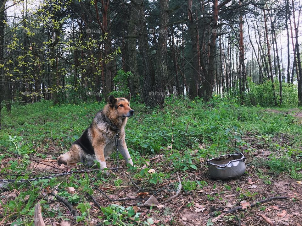 Dog, Nature, Wood, Mammal, Tree