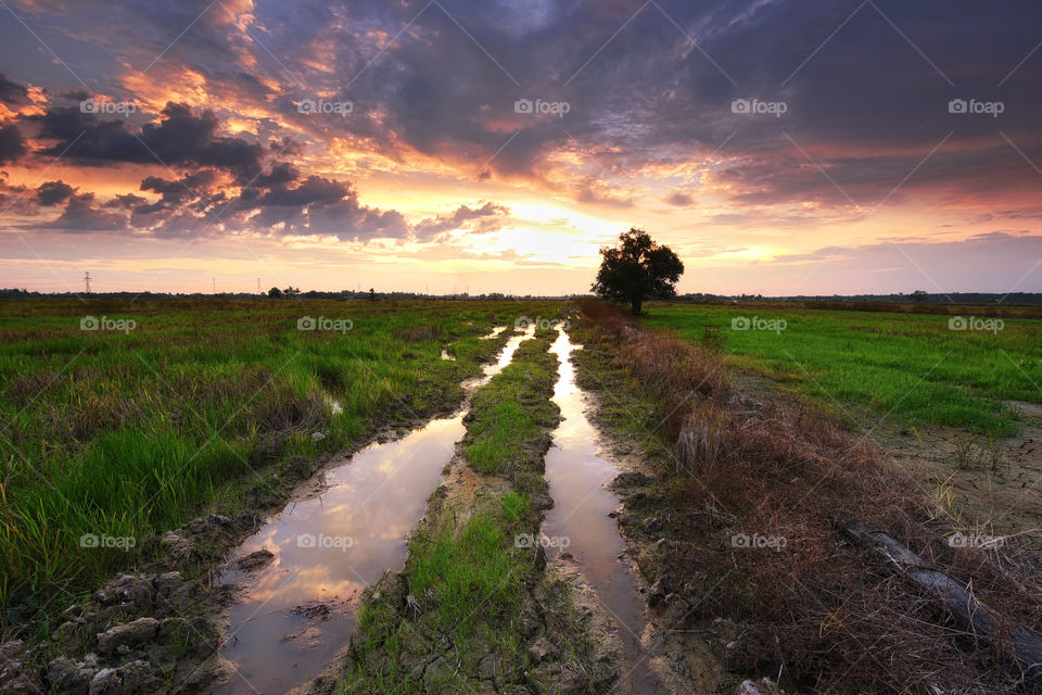 Sunset over the green paddy field
