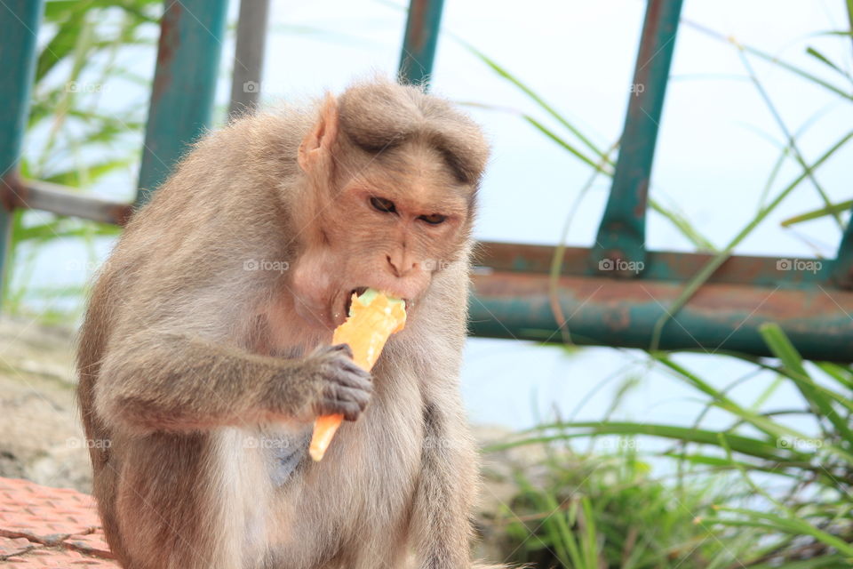 monkey. A trip to parunthumpara