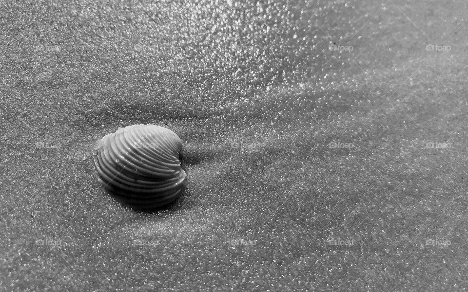 A black and white of a shell on the sand at the beach