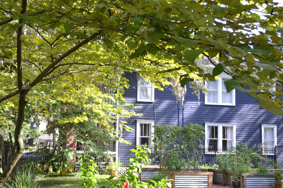 A blue historic restored home behind trees