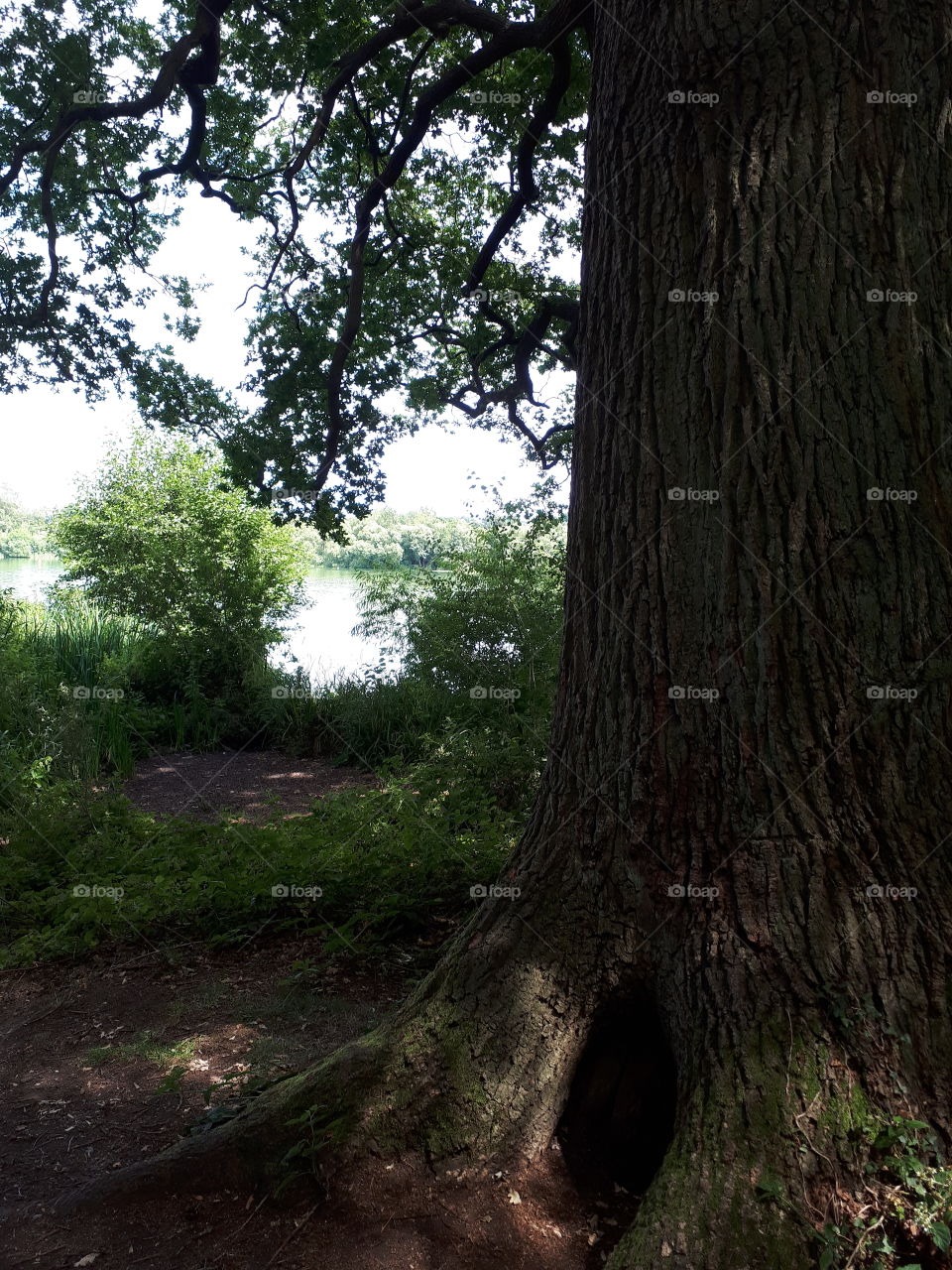 Lake Beside Trees