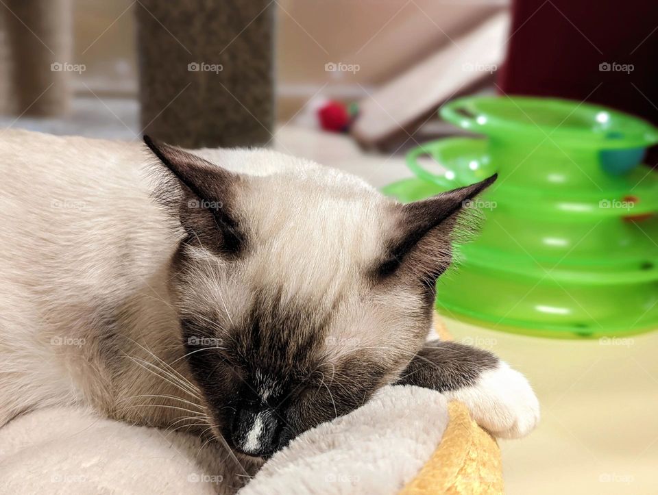 Every day is Caturday