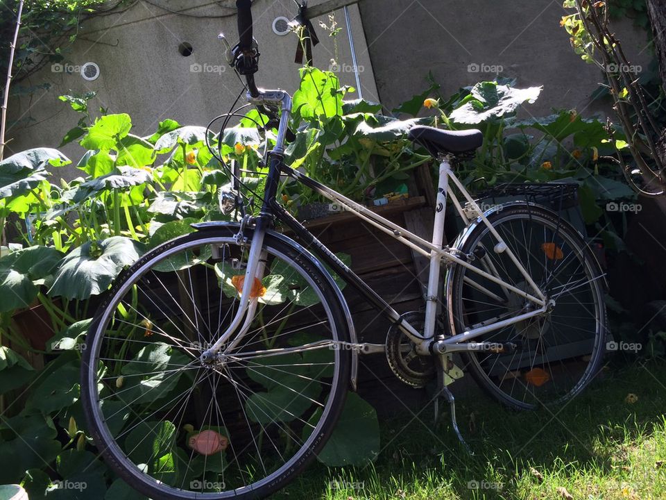 Bicycle in garden