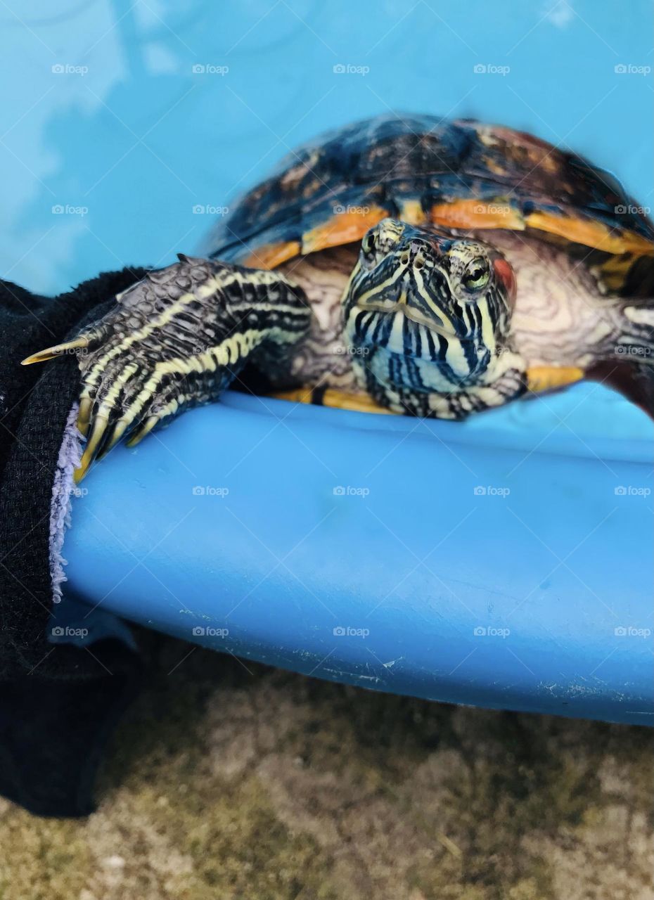 Pool day for pet turtle Tiki