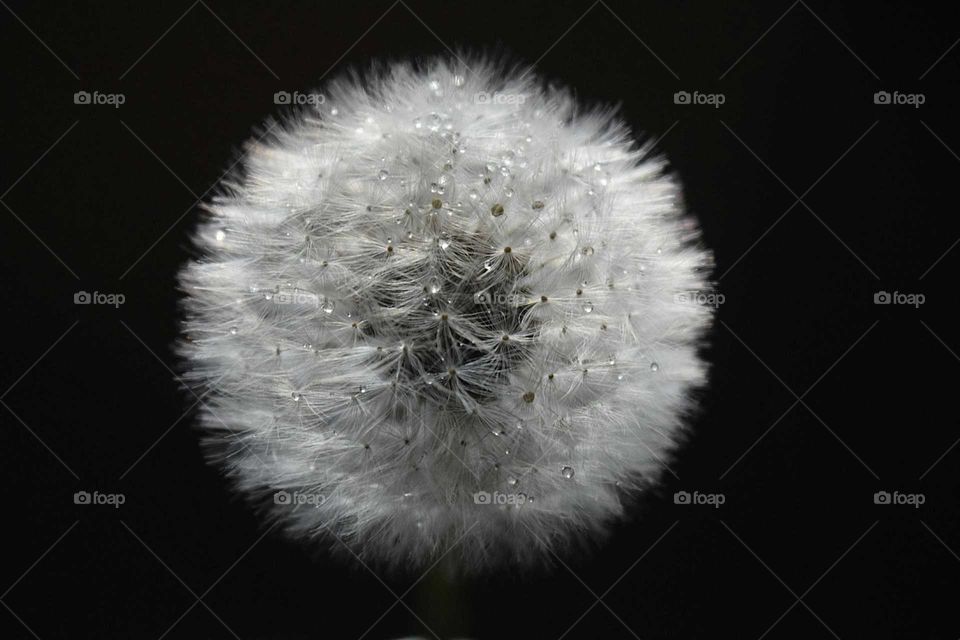 Dandelion against black background