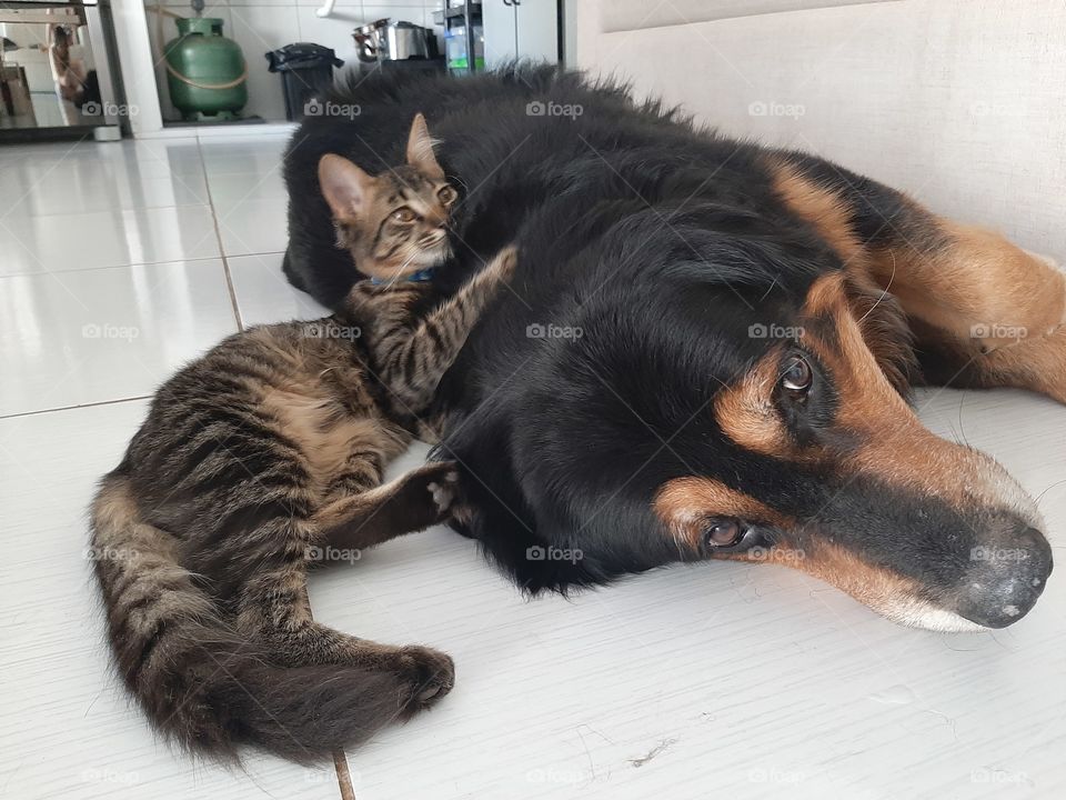 dog and Cat
