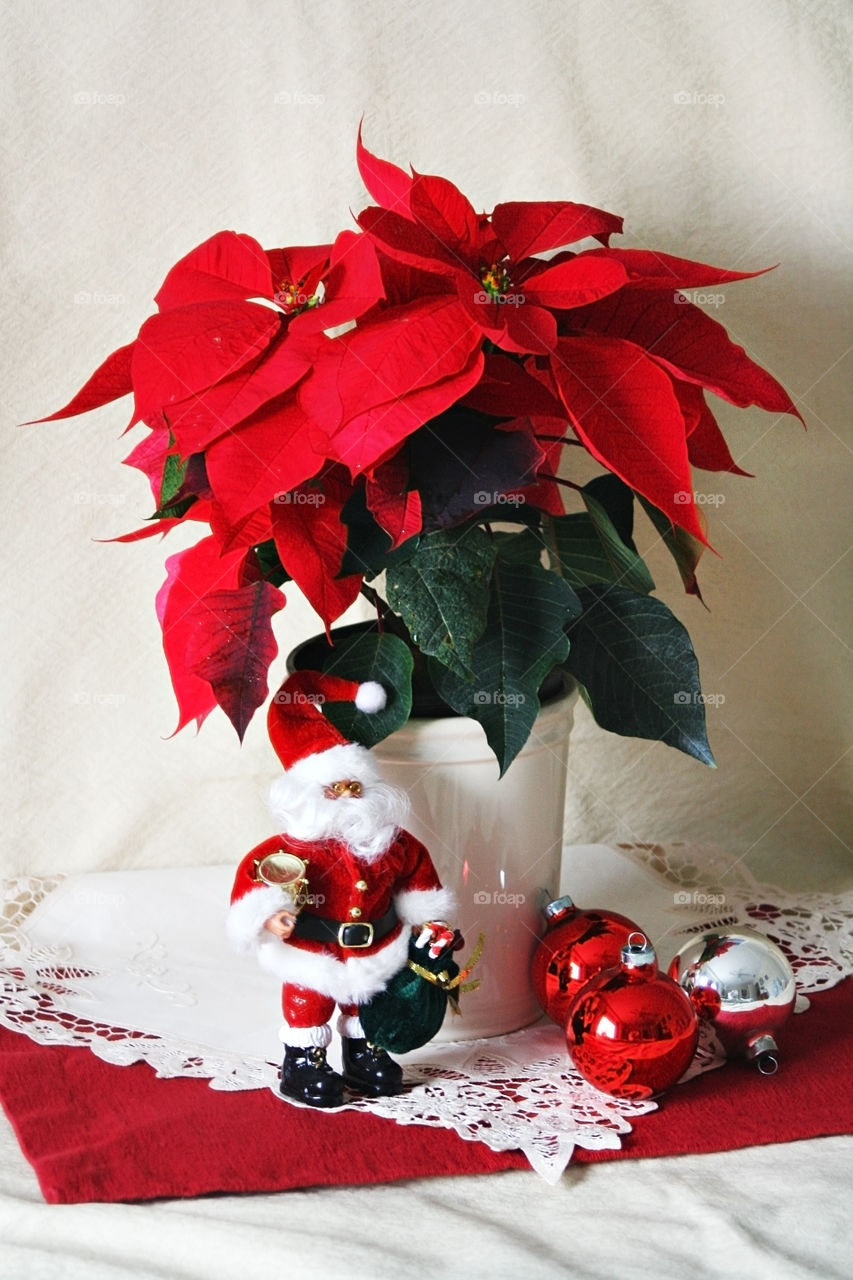 Poinsettia and Santa Clause 