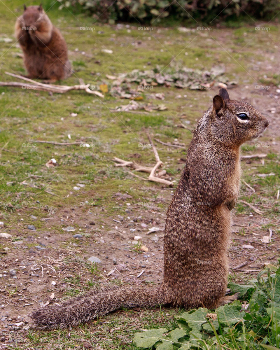 close squirrel mammals cute by hollyau92