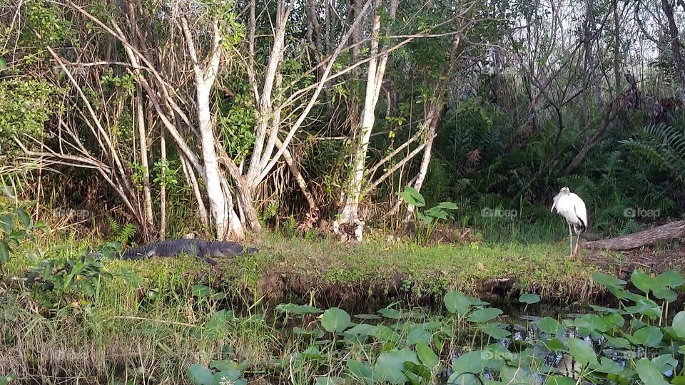 Miami Everglades