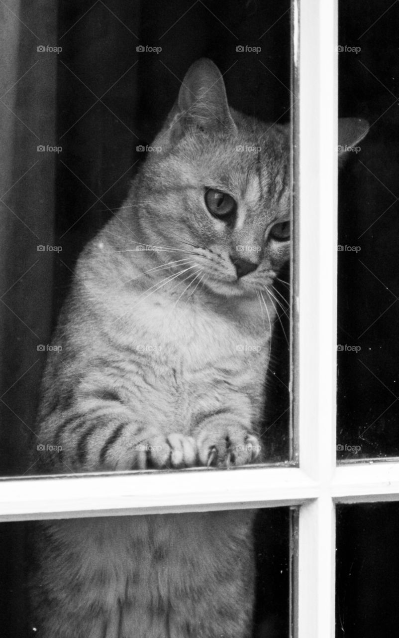 Cat looks through the window 