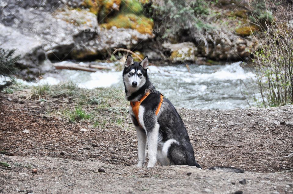 A Siberian Husky on a walk takes a break near a mountain river. The colors are bright and set a lighthearted mood.