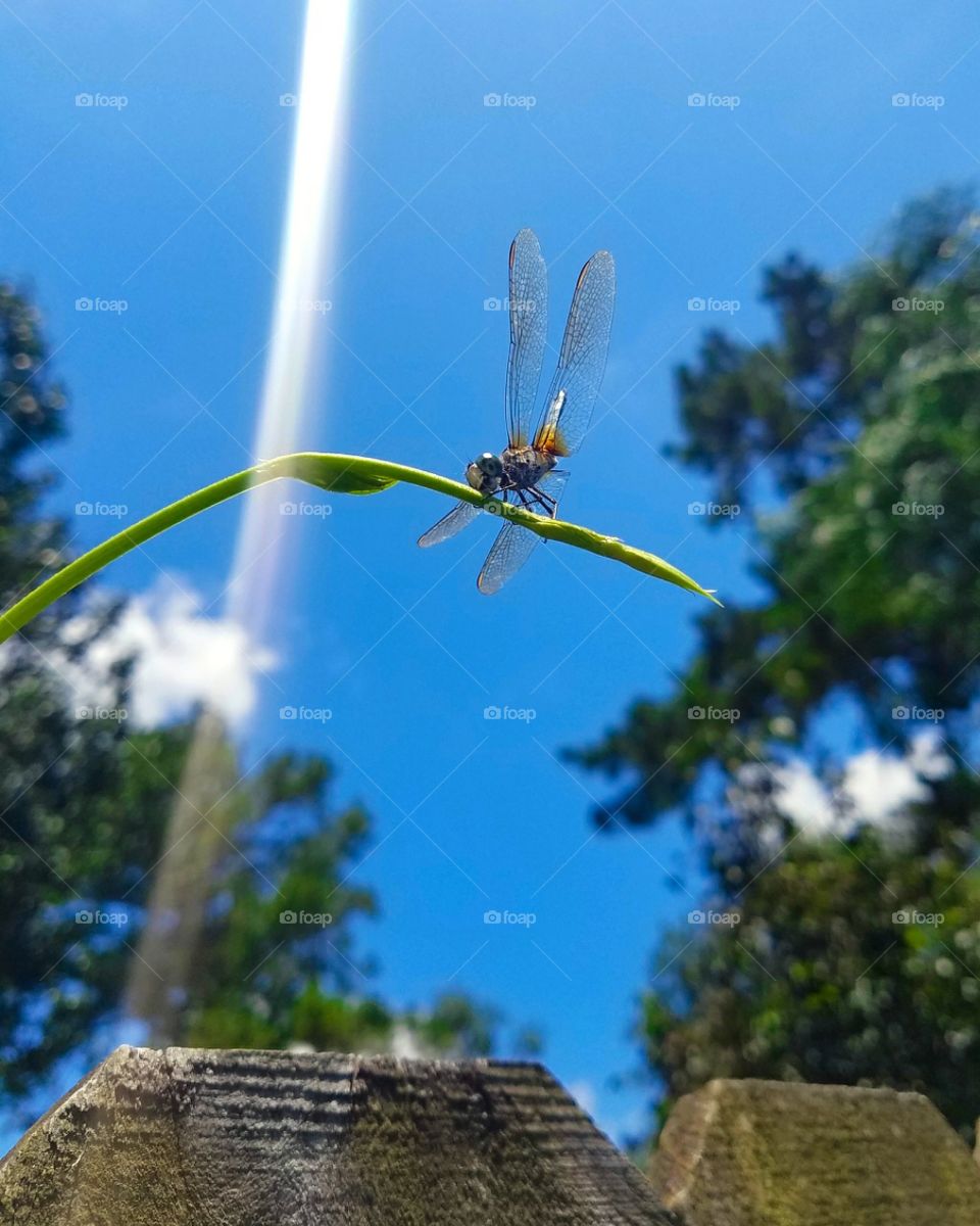 #dragonfly