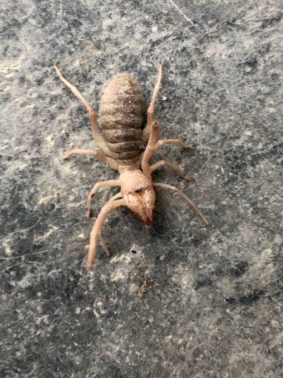 Camel Spider