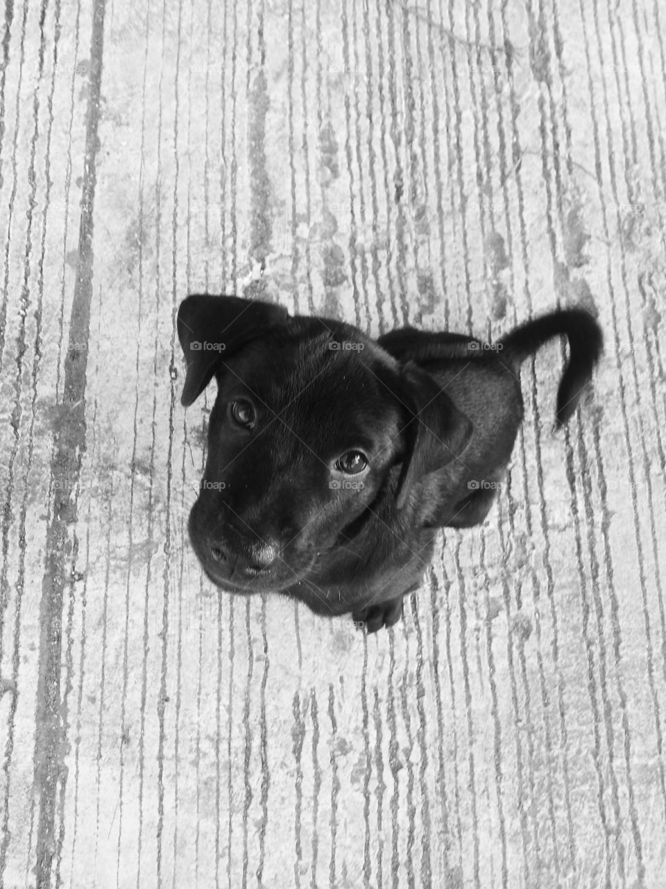 black dog on the street