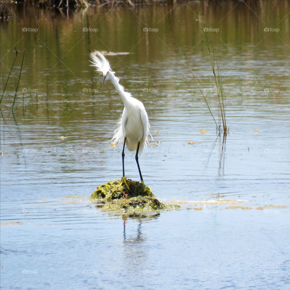 snowy egret