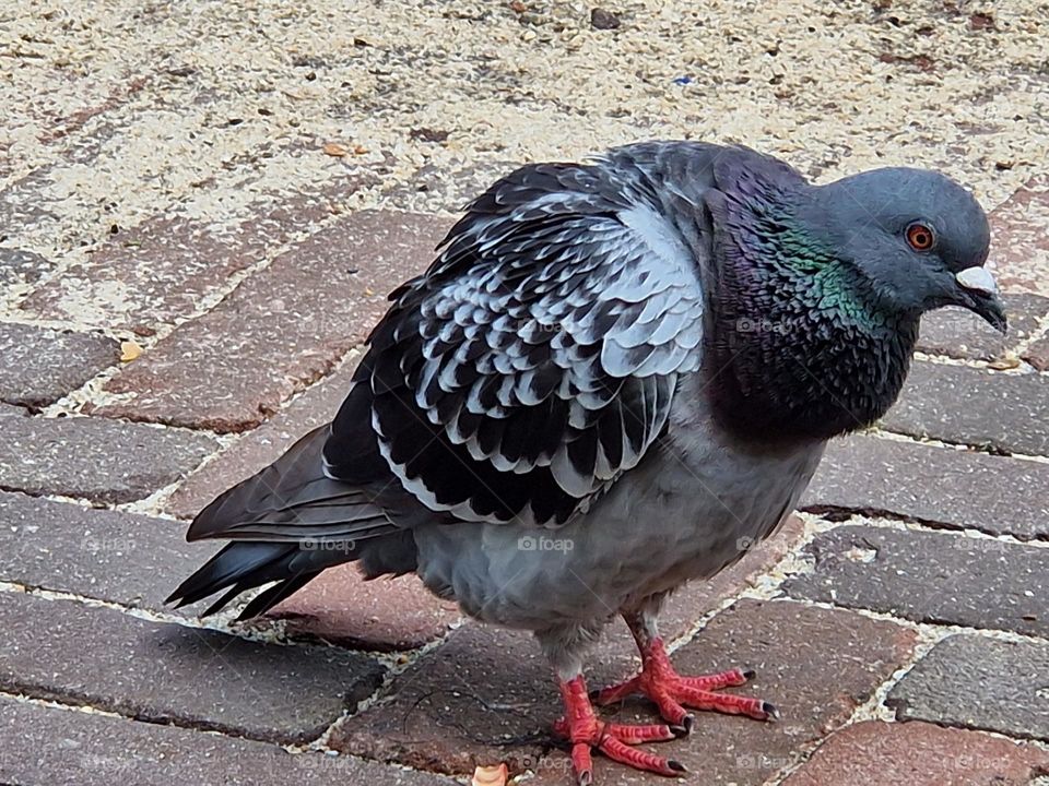 Gray dove in action outside