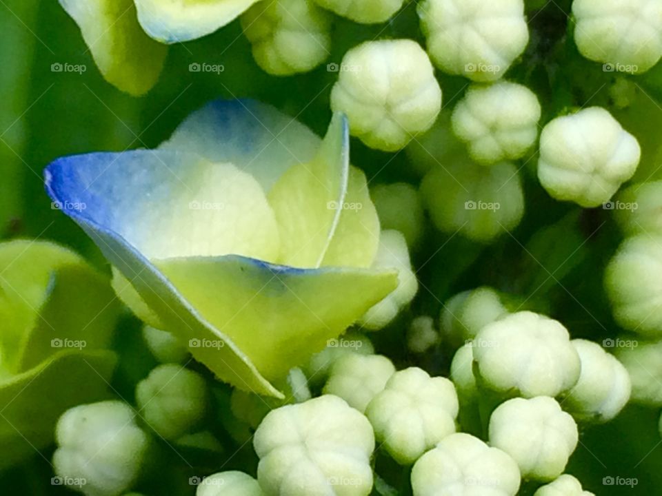 Close-up of hydrangea