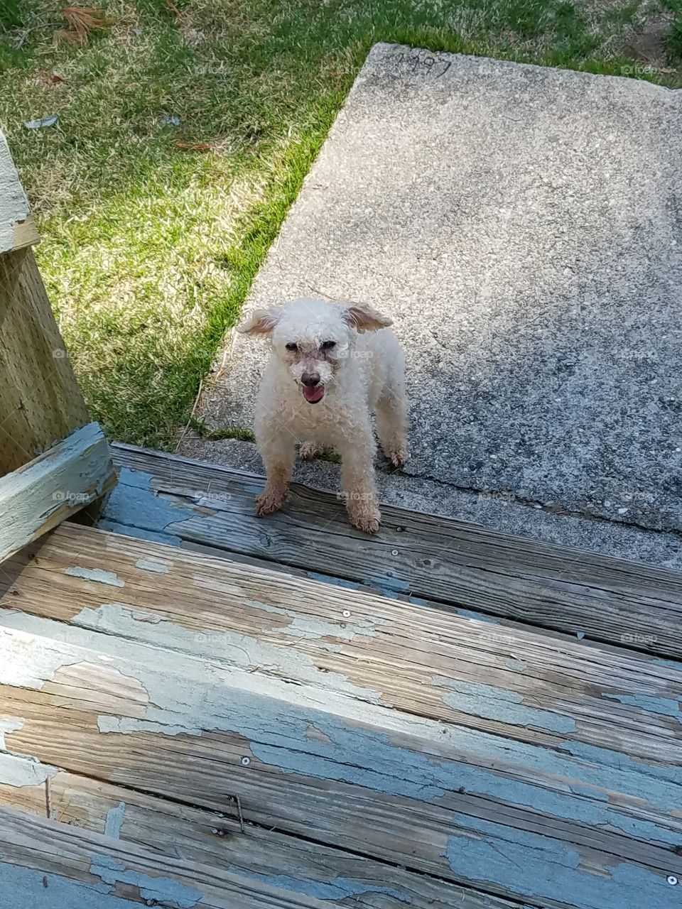 My poodle needs help coming up the steps now. He's getting older.