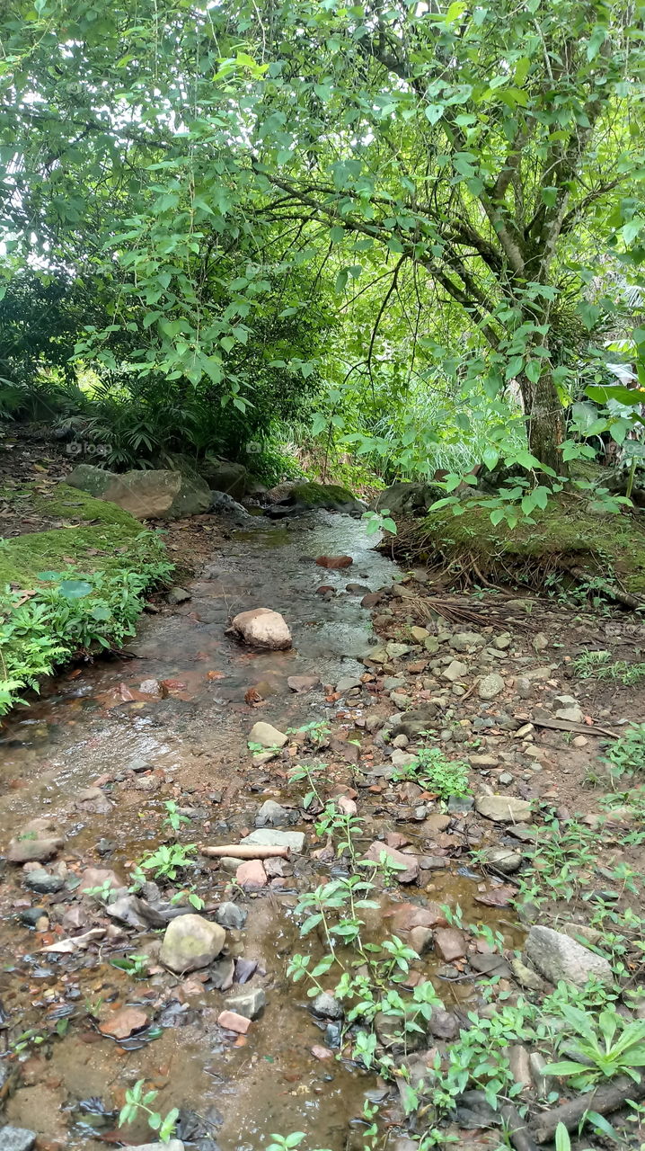 NATURE NATURAL ENVIRONMENT ECOLOGY