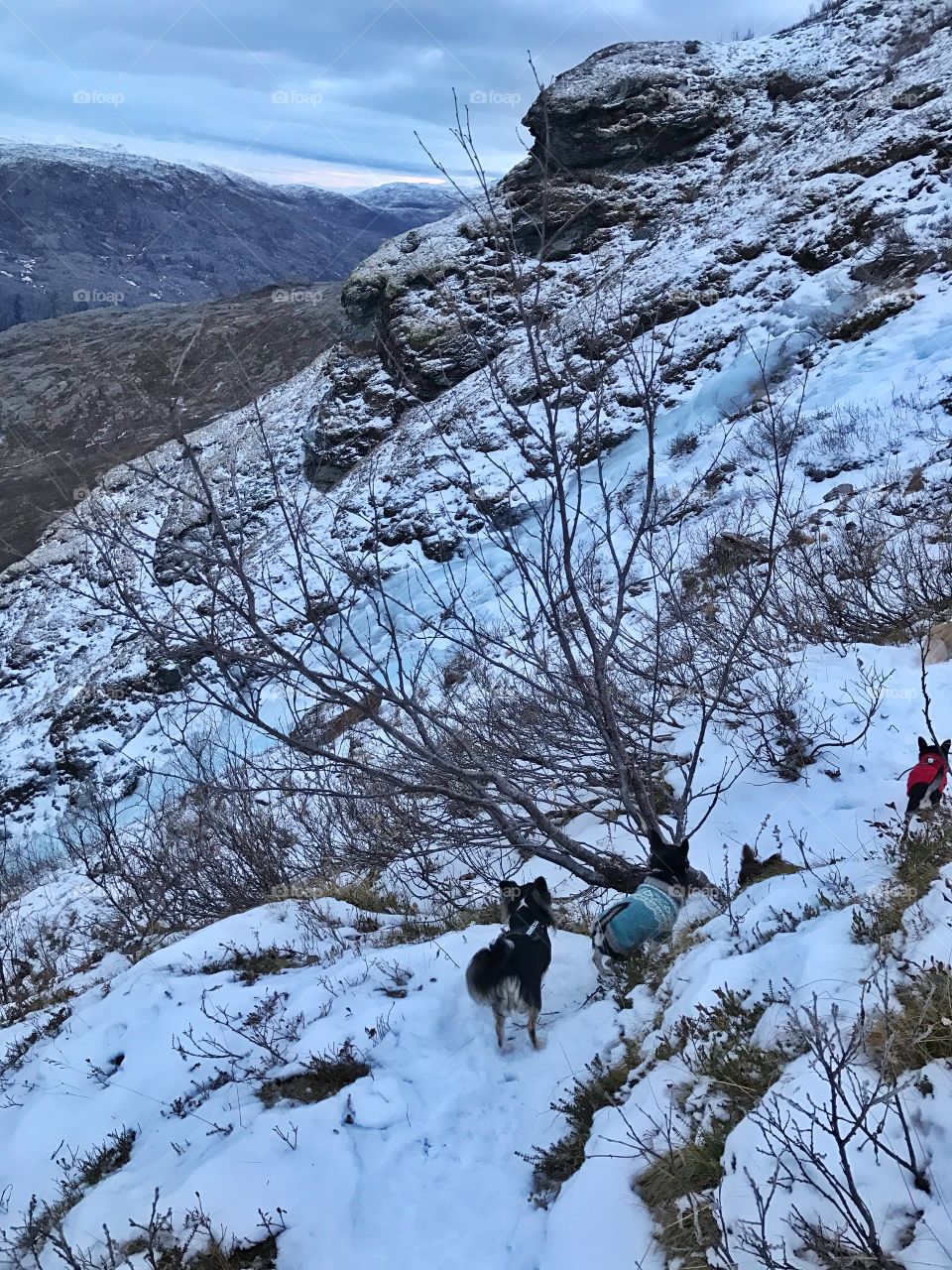 Mountain walk with chihuahua 