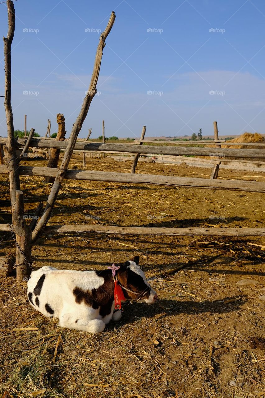 Small holstein cow