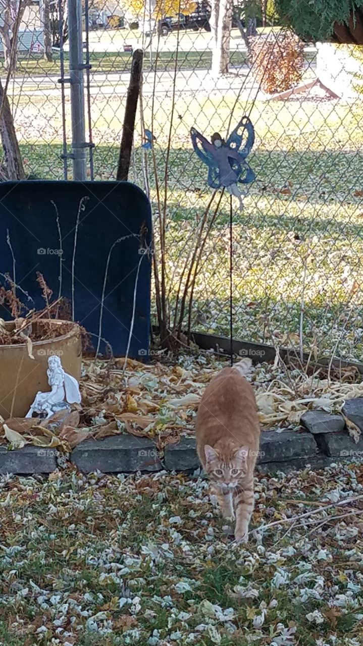 Max playing in leaves