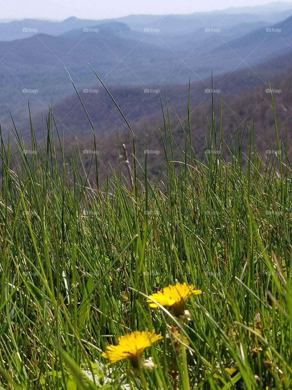 dandelion in the grass with mountain view background