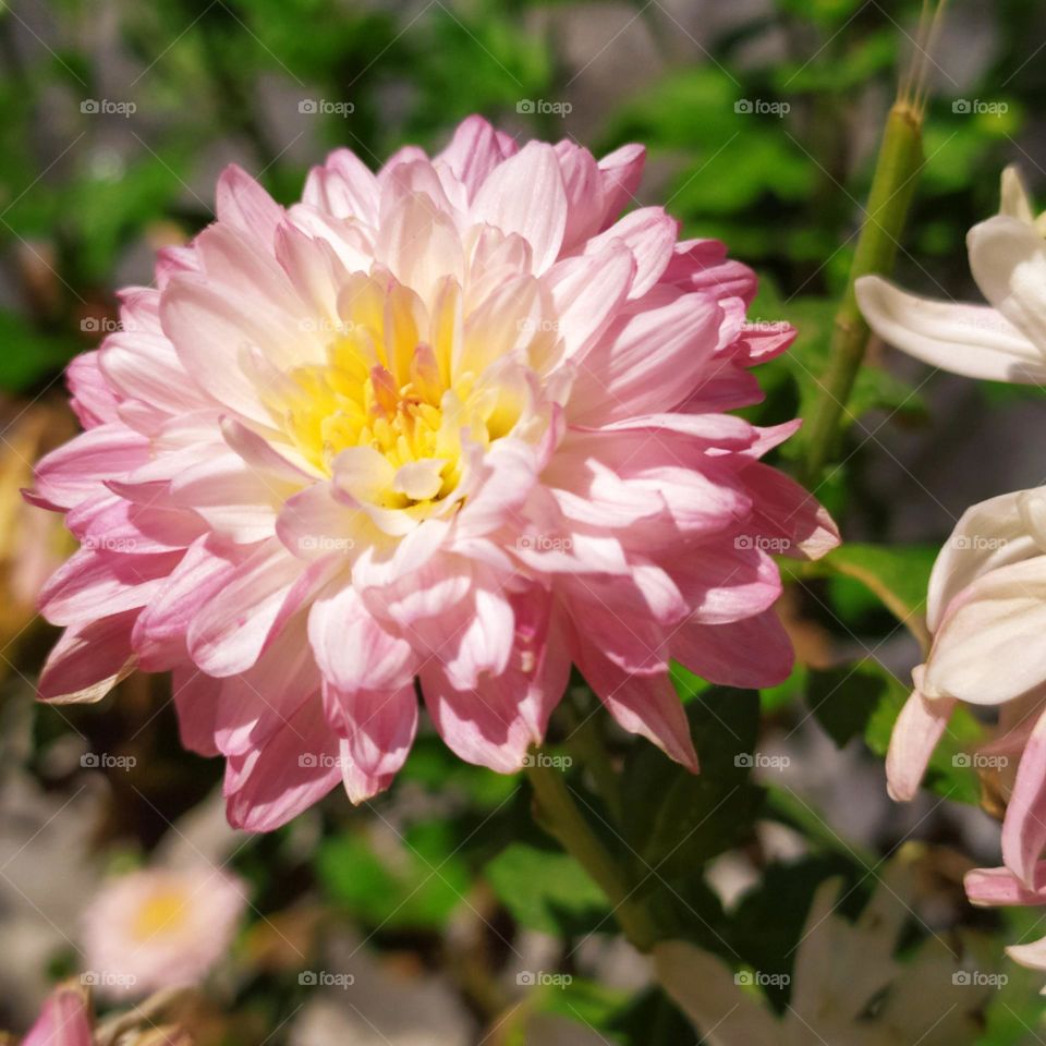 Pink Flower 🌺 Betuiful