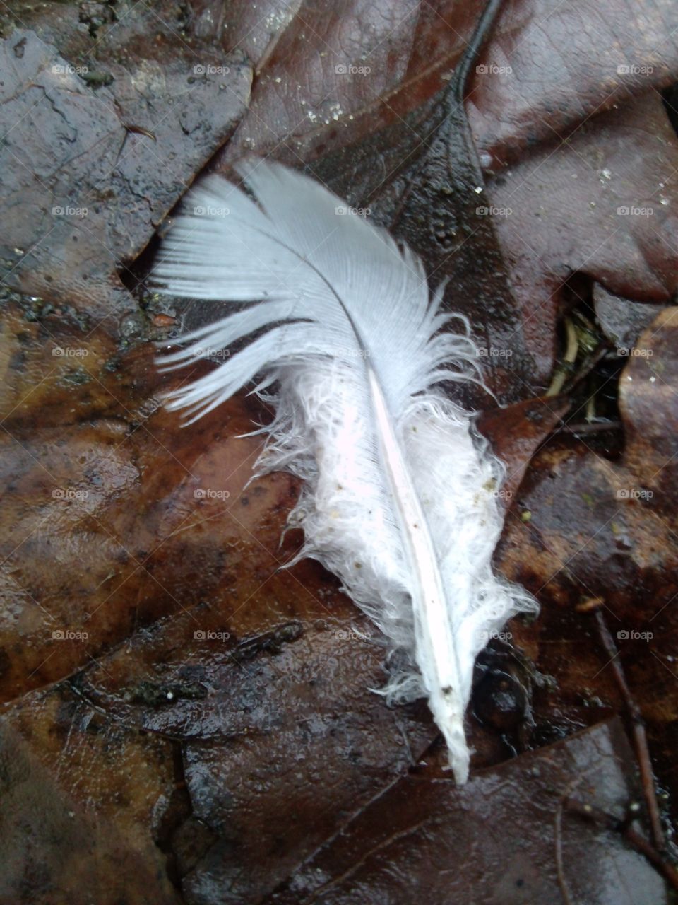 feather