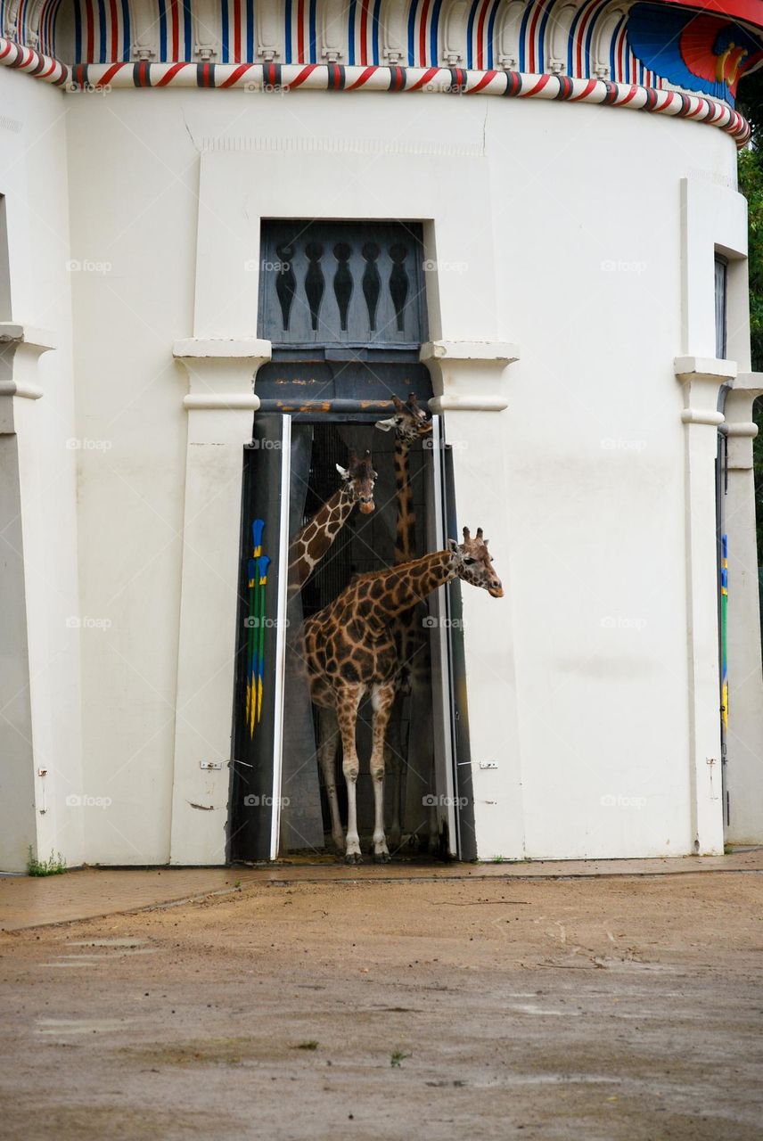 Giraffes in zoo soins peekaboo