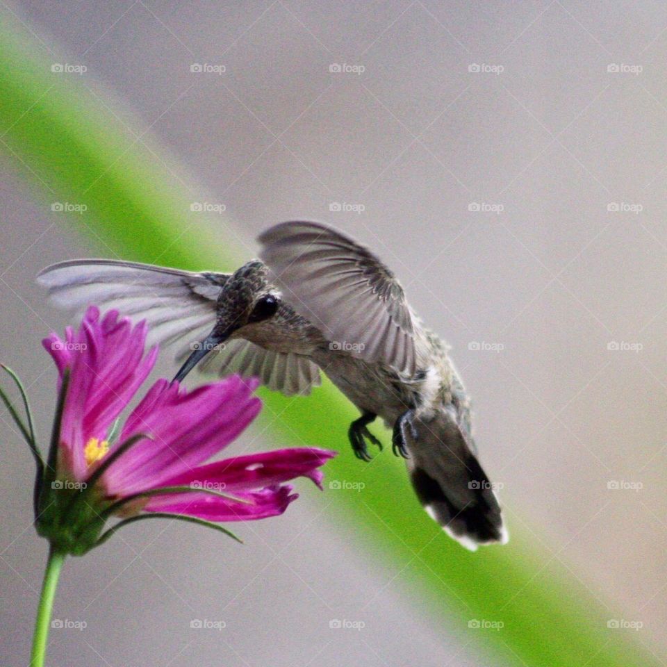 Hummingbird 