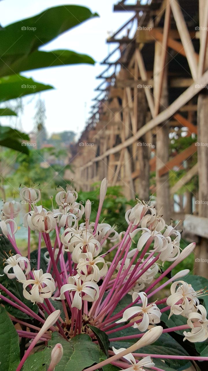 flower and the bridge