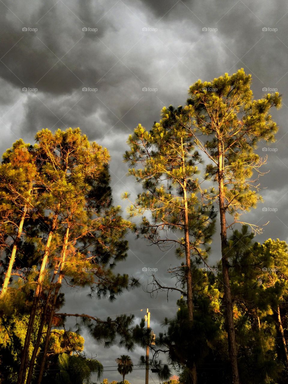Low angle view of trees against storm cloud