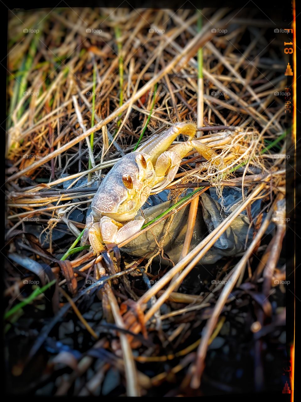 Resting Ghost Crab of the Sound