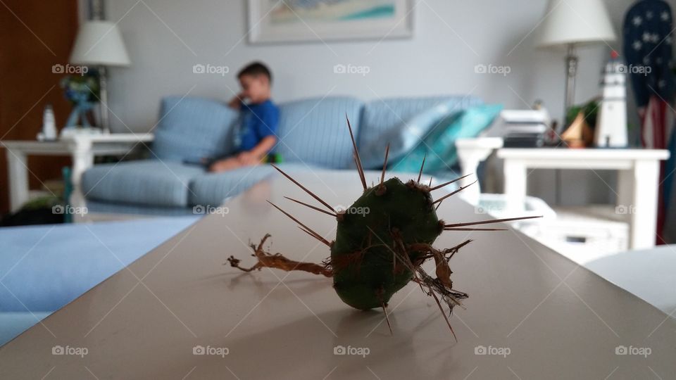 ouch. on our vacation in the Outer banks, nc, I had this thorny friend attach to my ankle and I had to pry it from my leg.