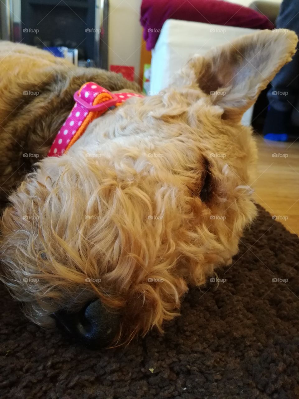 A close-up of a cute, sleeping Airedale Terrier.