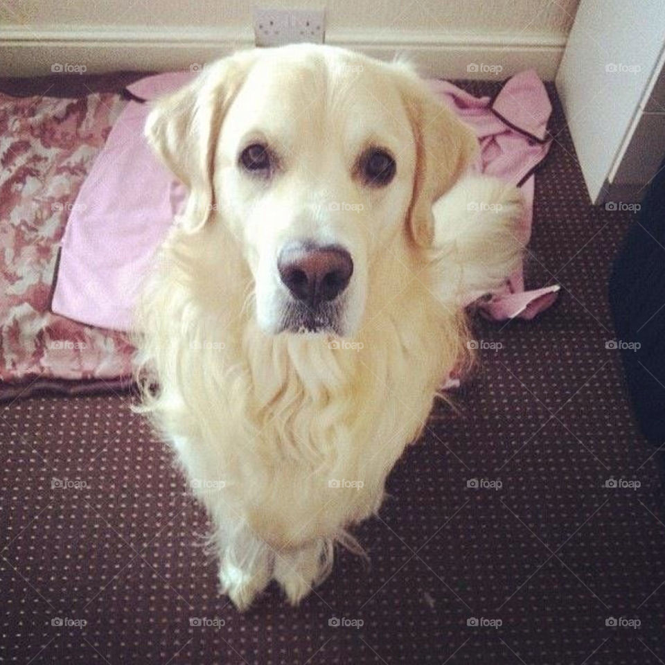 pretty dog sweet cute by Zita