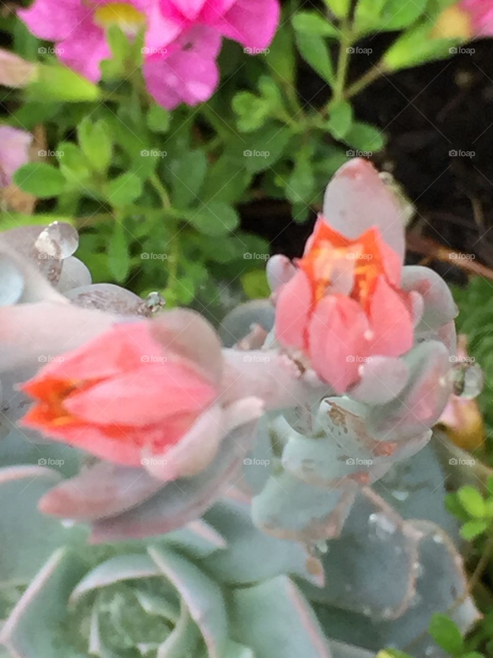 Blooms!
I didn't know my succulent plants could bloom. I've never seen it, so I had to take photos 
