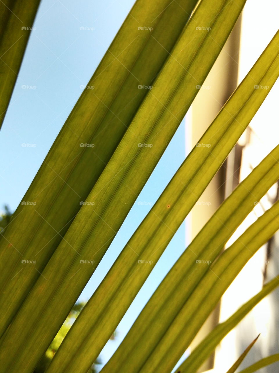 Leaf, No Person, Nature, Flora, Growth