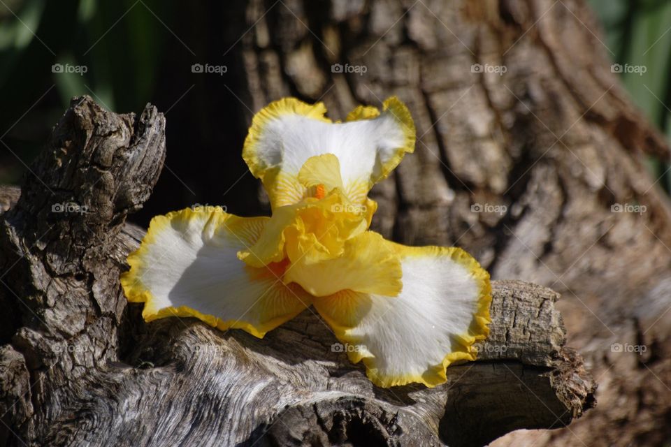 Iris on wood